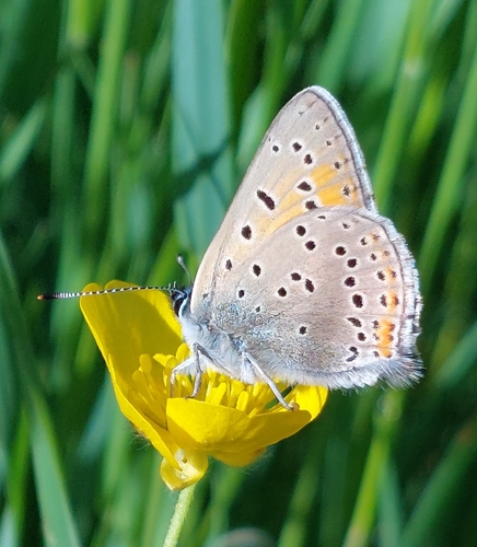 Purple-edged Copper