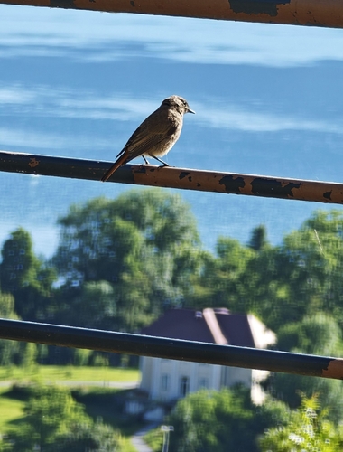 Black Redstart