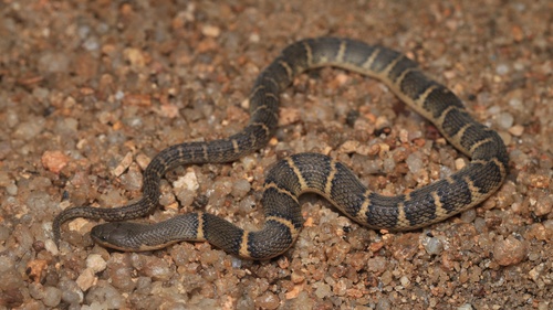 Opisthotropis laui