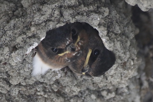 Cliff Swallow