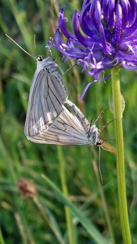Black-veined Moth