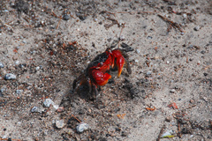 Neosarmatium meinerti