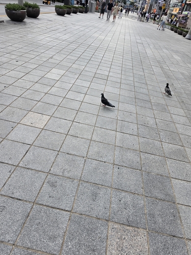 Feral Pigeon