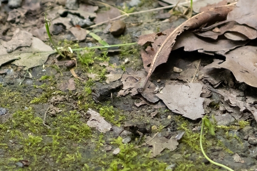 Eichwald's Toad