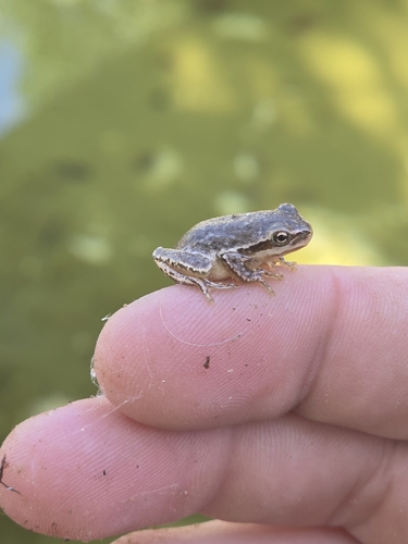 Lemon-yellow Tree Frog