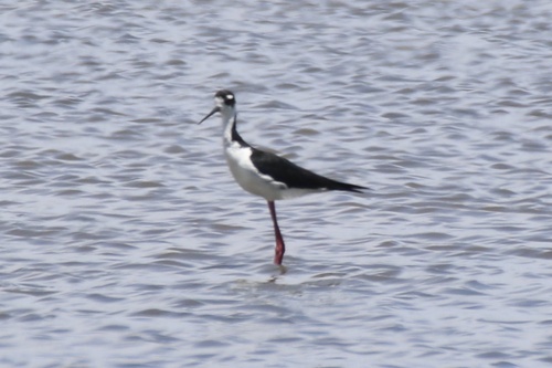 Black-necked Stilt