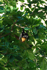 Pteropus seychellensis seychellensis