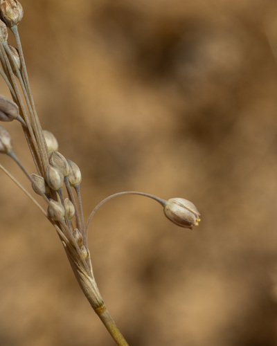 Allium kollmannianum