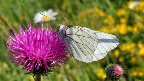 Black-veined White