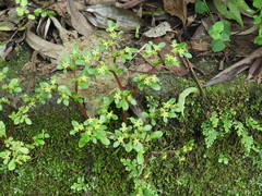 Sedum actinocarpum