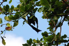 Pteropus seychellensis seychellensis