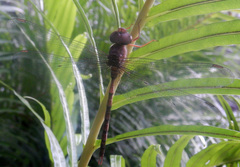 Gynacantha nourlangie