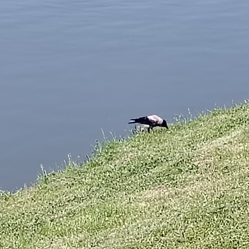 iNaturalist image