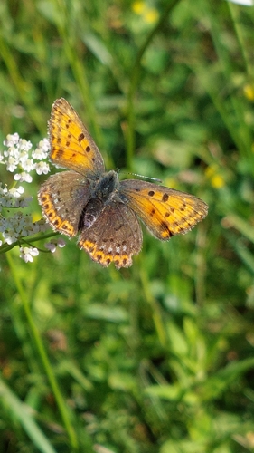 Sooty Copper
