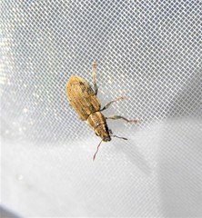 Sitona hispidulus