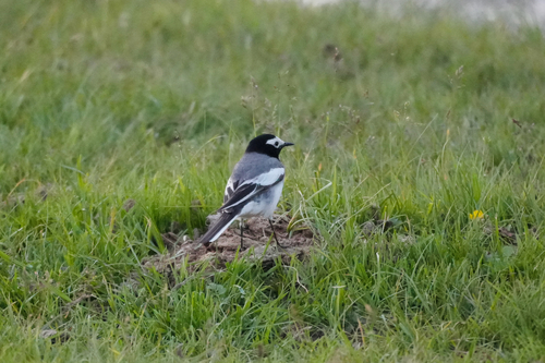 iNaturalist image