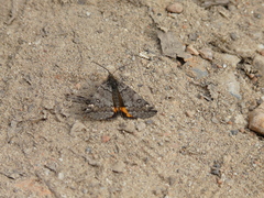Archiearinae
