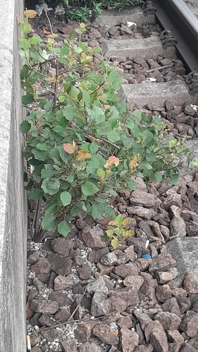 iNaturalist image