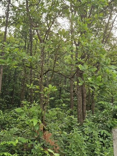 Shorea robusta observed 2026-05-24