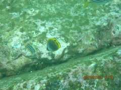 Chaetodon flavirostris