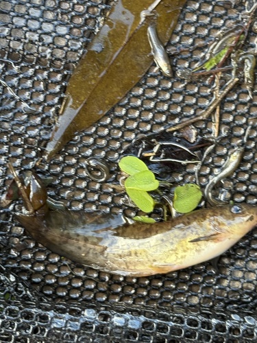 Eel-tailed catfish (Tandanus tandanus) — Plotosidae — 2