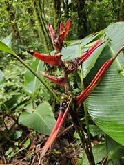 Heliconia tortuosa, photograph (c) Yvan Papa, some rights reserved (CC BY)