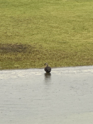iNaturalist image