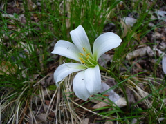 Zephyranthes atamasco