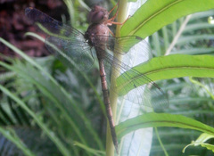 Gynacantha nourlangie