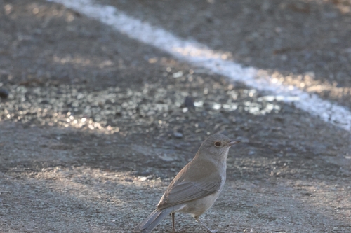iNaturalist image