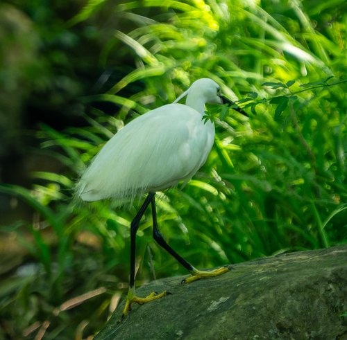 iNaturalist image