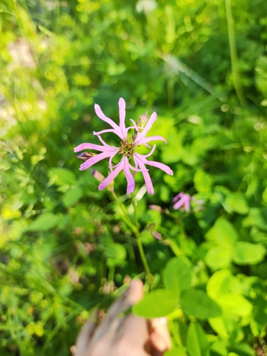 iNaturalist image