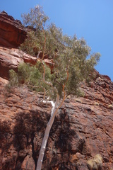 Corymbia aparrerinja