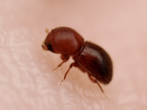 Xylosandrus crassiusculus, 2026-06-06