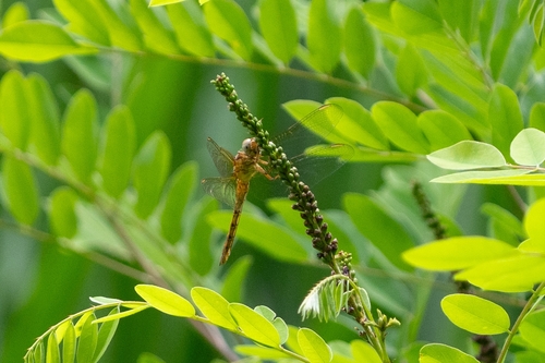 Keeled Skimmer