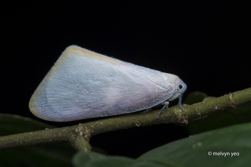 Nephesa truncaticornis observed 2026-06-06