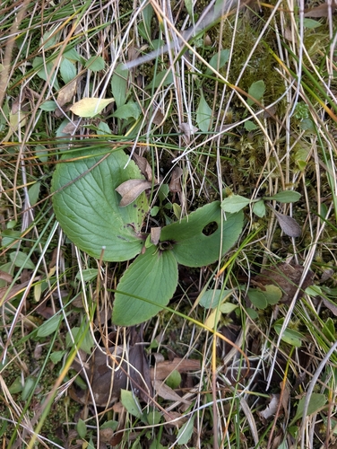 Ourisia macrocarpa observed 2026-05-20