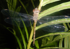 Gynacantha nourlangie