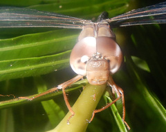 Gynacantha nourlangie