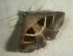 Grammodes quaesita