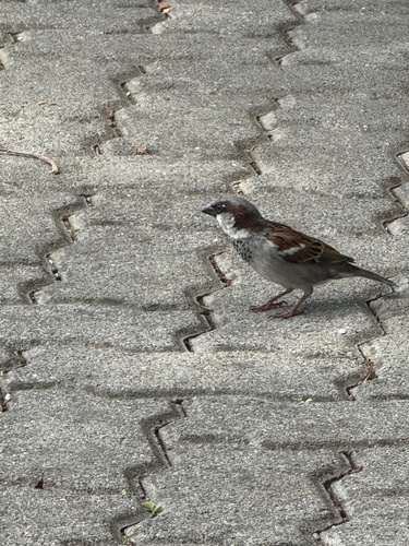 House Sparrow