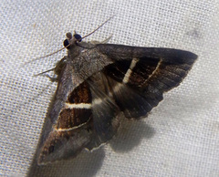 Grammodes quaesita