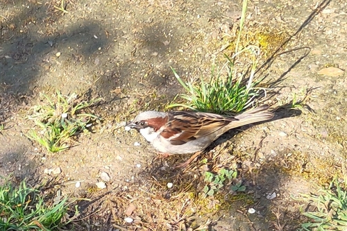 House Sparrow