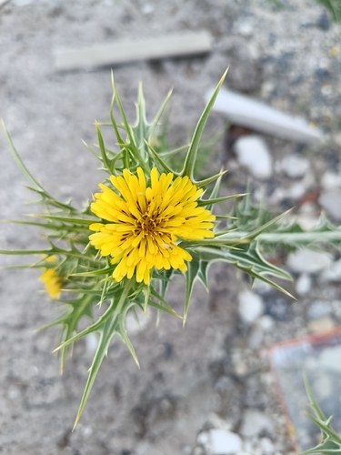 common golden thistle