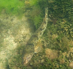 Platycephalus laevigatus