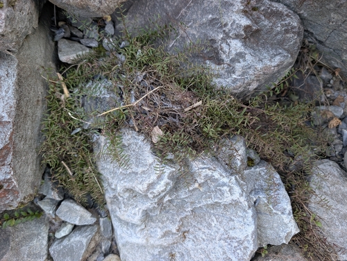 Coriaria angustissima observed 2026-05-18