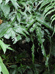 Bolbitis heteroclita