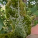 Sawadaea nankinensis