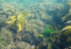 Trachinops caudimaculatus