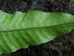 Bolbitis heteroclita